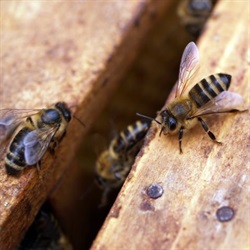 European Bees and Wasps