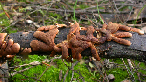 fungusamongus.png