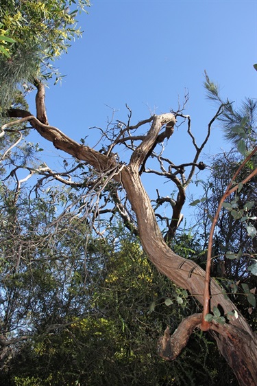 Trees