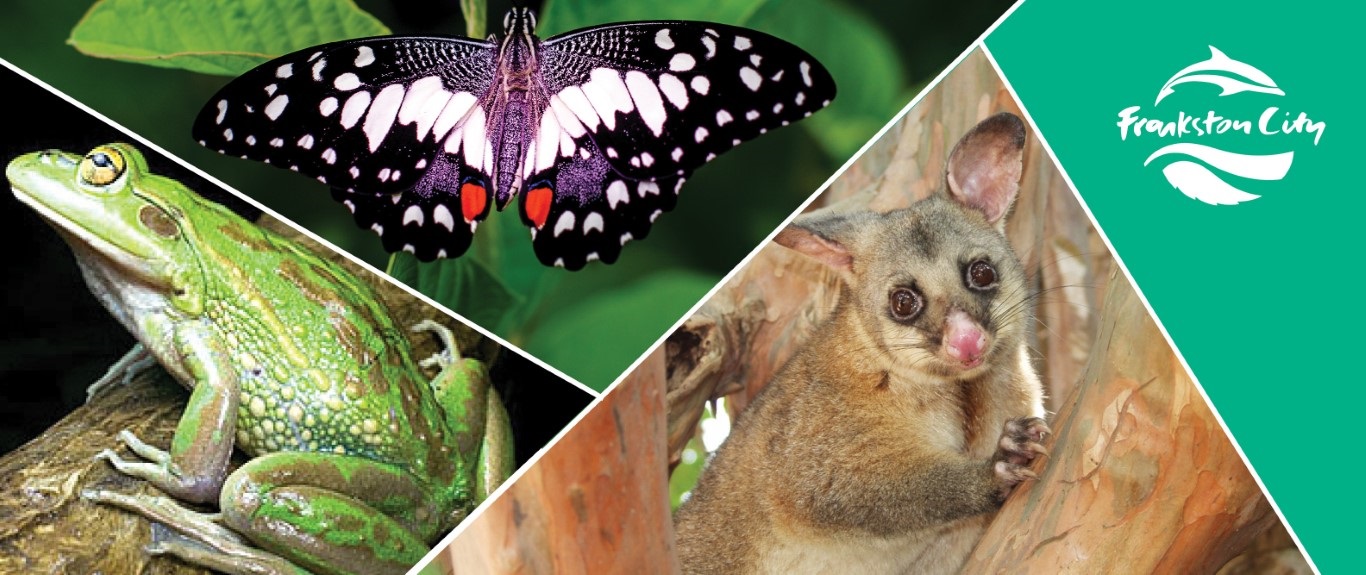 iNaturalist - Banner 2025.JPG