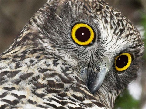 Powerful-Owl.jpg