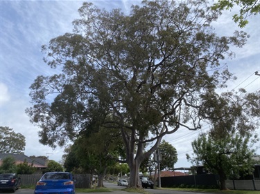Angophora costata Smooth Barked Apple - Oxford Street Car Park Frankston