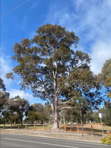 Corymbia maculata Spotted Gum - Monterey Reserve Frankston North