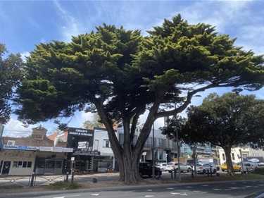 Cupressus macrocarpa Cypress Pine - Nepean Highway Frankston