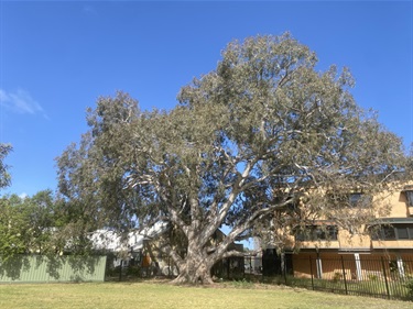Eucalyptus camaldulensis River Red Gum - Herbert Reserve Carrum Downs - 1