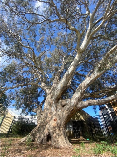 Eucalyptus camaldulensis River Red Gum - Herbert Reserve Carrum Downs - 2