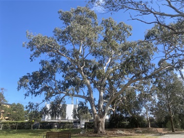 Eucalyptus camaldulensis River Red Gum - Herbert Reserve Carrum Downs
