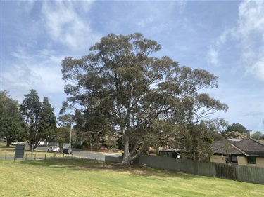 Eucalyptus camaldulensis River Red Gum - Jubilee Park Frankston