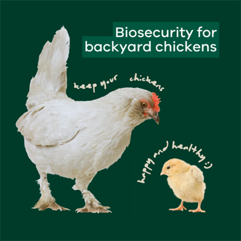 Biosecurityforbackyardchickens.png