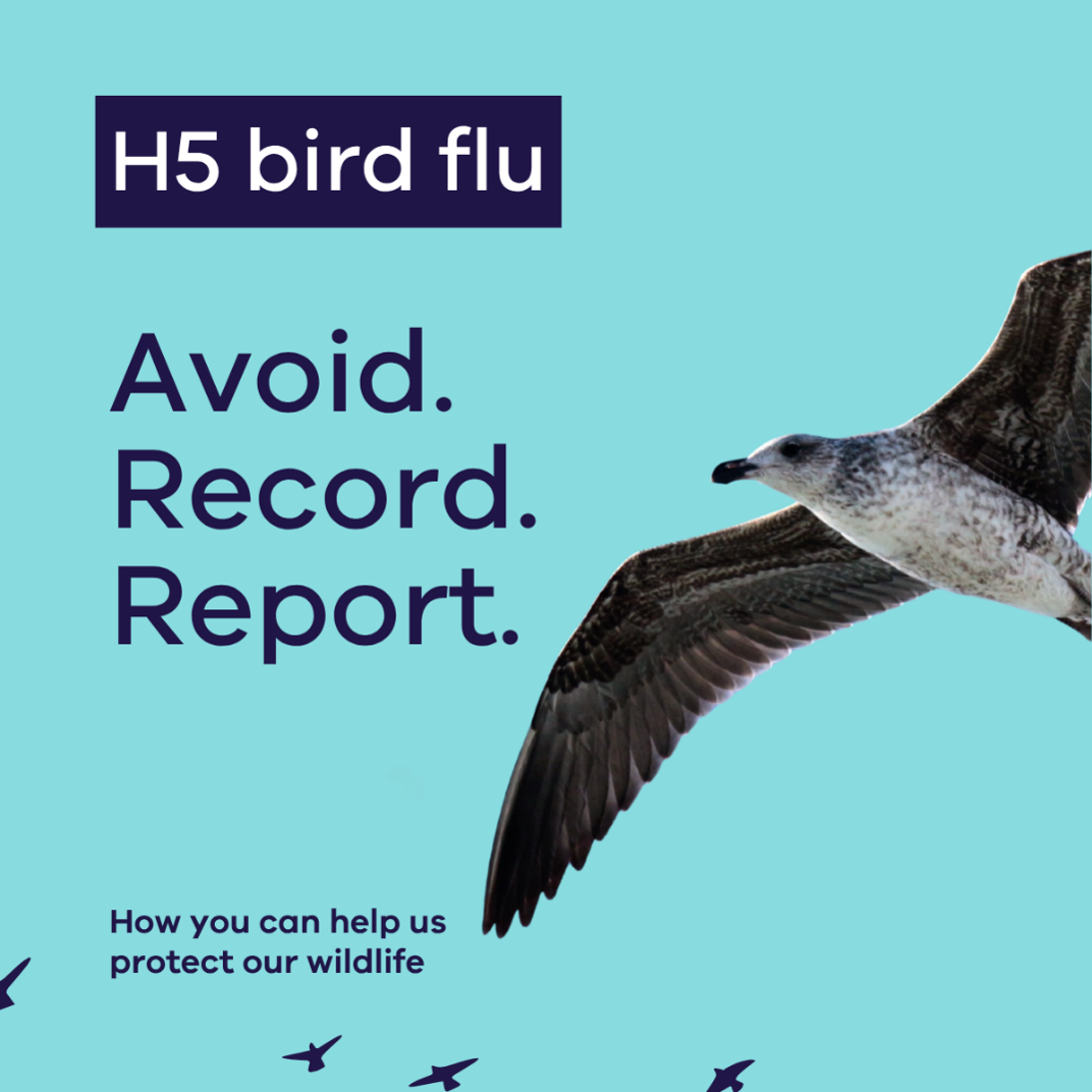 H5 bird flu spreads across Australia as first little penguin death confirmed on Phillip Island; vaccination plans for captive native birds announced