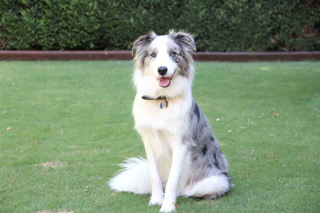 File:Blue merle Border Collie.jpg - Wikimedia Commons