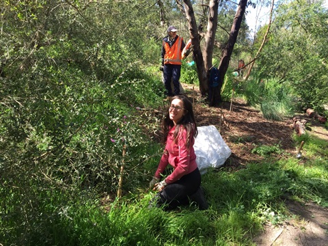 Woman planting trees in local bushland with green trees around