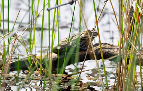 GrowlingGrassFrog2026.png