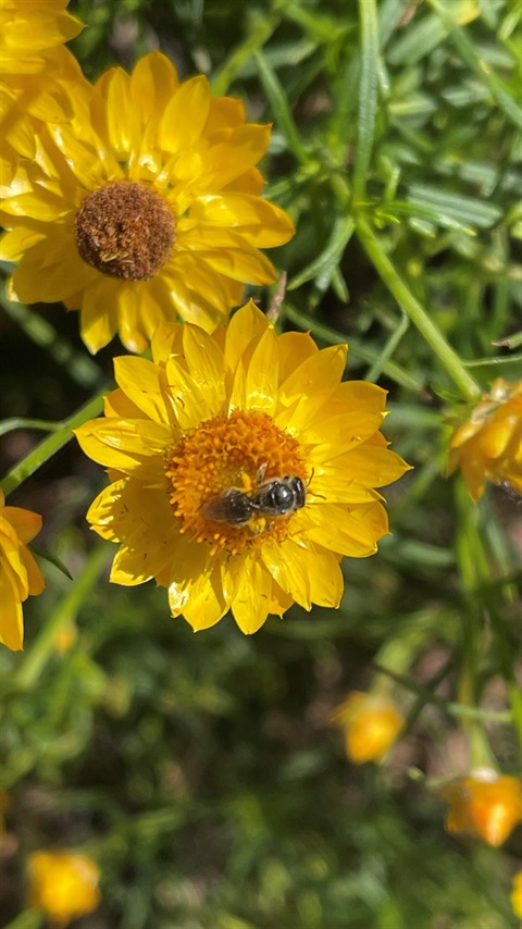Native-bee.jpg
