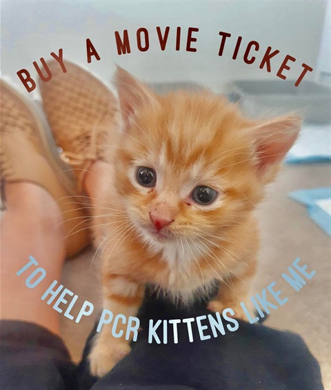 Peninsula Cat Rescue - Night at the Movies 2025.jpg