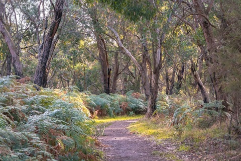 Why Preserve Urban and Old Trees (Medium).jpg