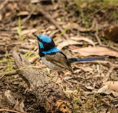 Attract and Support Local Birds