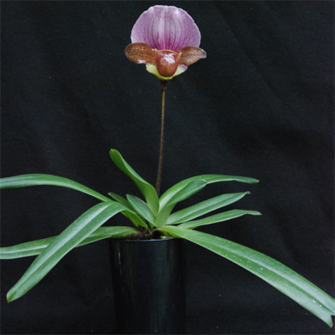charlesworthii-plant