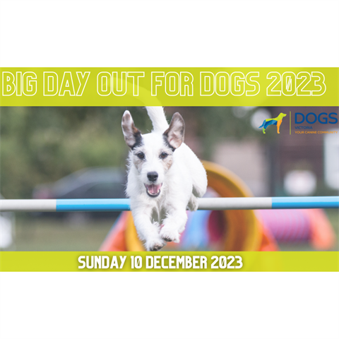 dogs-big-day-out