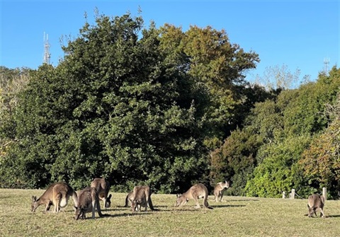 Kangaroo-Mob.jpg