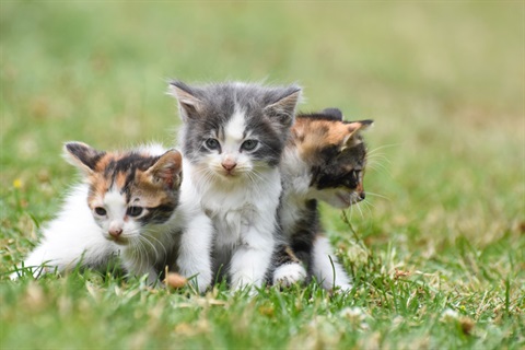 Kittens-Medium