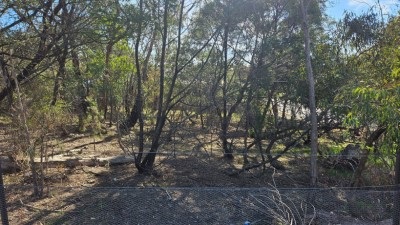 tree-planting-lloyd-park-2025