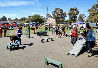 dog_agility_park