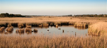 Seaford Wetlands 1