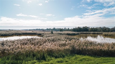 Seaford Wetlands 2