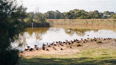 Seaford Wetlands 4