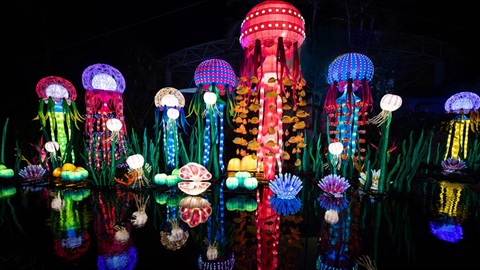 MagicByMoonlight_Jellyfish-Medium
