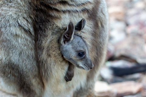 Wallaby
