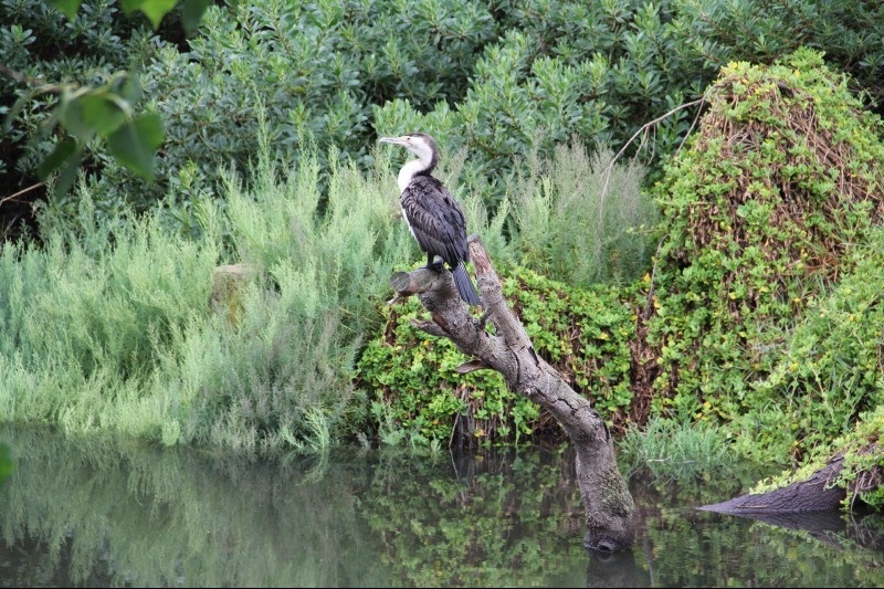 eagle_on_kananook_creek_3_february_2016_taken_by_mark_7.jpg