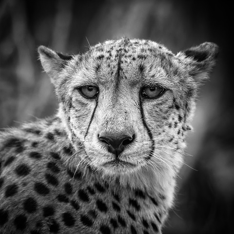 Max Lane -South African Cheetah